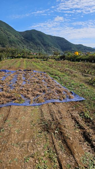임상근님의 콩 · 영농일지 작성글 사진