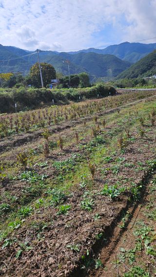 임상근님의 콩 · 영농일지 작성글 사진