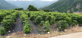 류길복님의 두릅 · 영농일지 작성글 사진