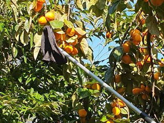 최유순 님의 감 · 영농일지 작성글 사진