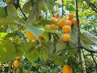 최유순 님의 감 · 영농일지 작성글 사진