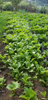 팜모닝 · 게시글 이미지