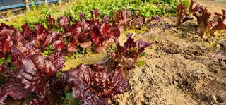 이종열님의 자유주제 · 자유게시판 작성글 사진