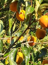 팜모닝 · 게시글 이미지