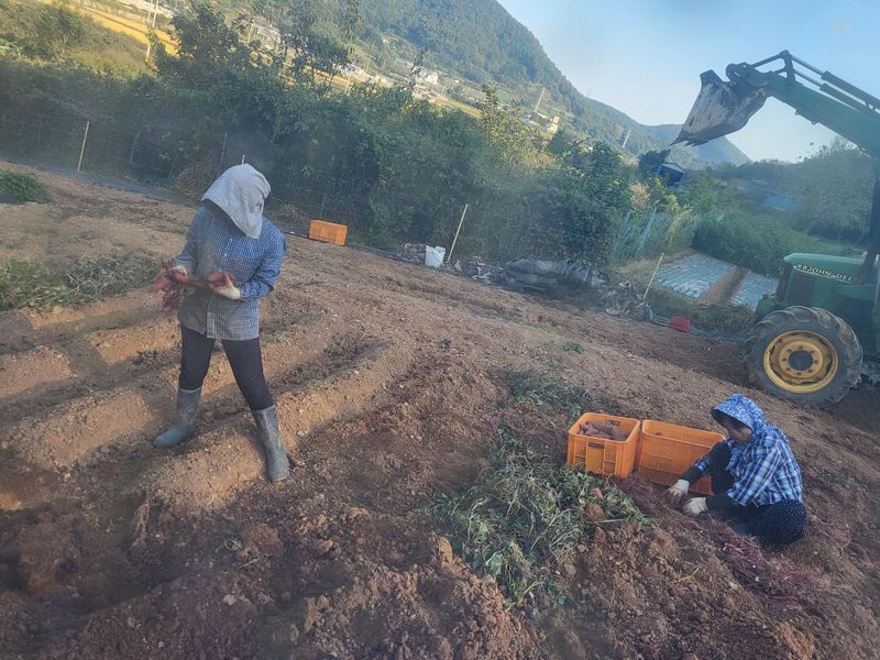 김선희님의 장터 판매 상품 [고구마10kg  품절되었습니다 ] 첨부 사진
