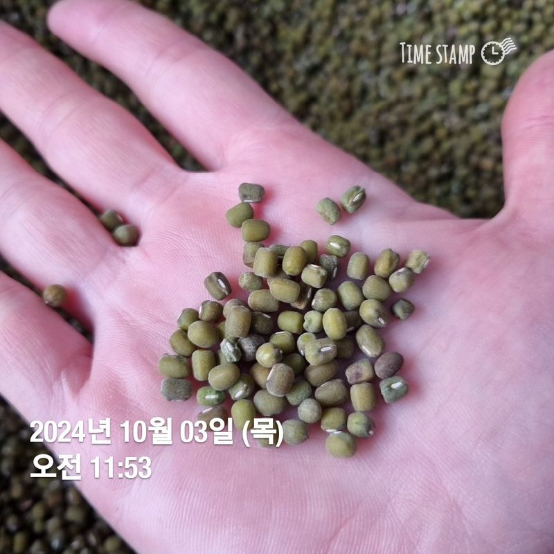 장터 상품 [녹두.  ㅡ 판매완료] 썸네일