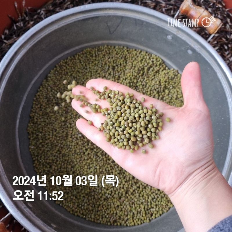 민들레님의 장터 판매 상품 [녹두.  ㅡ 판매완료] 첨부 사진