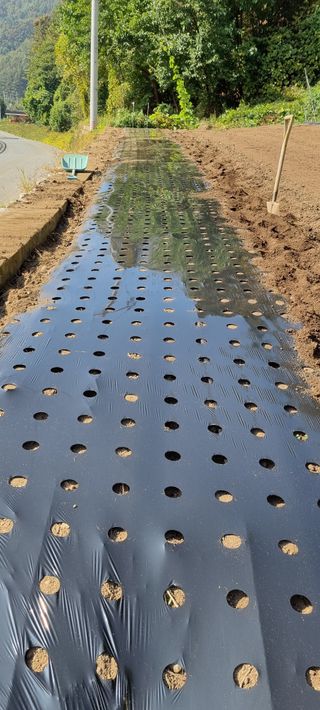 이상권님의 마늘 · 영농일지 작성글 사진