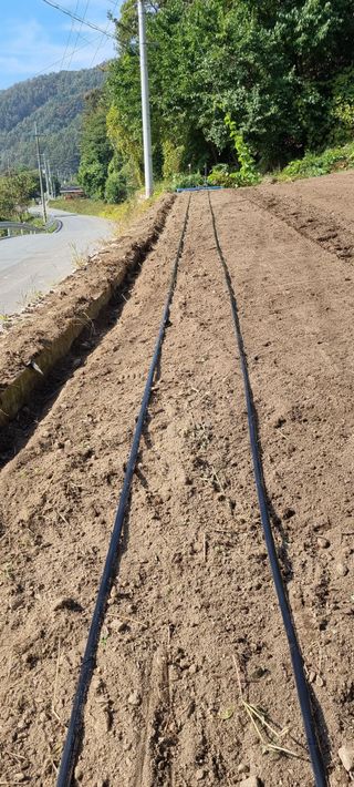 이상권님의 마늘 · 영농일지 작성글 사진