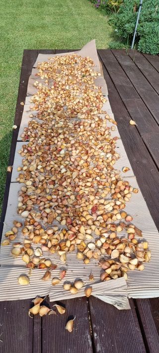 이상권님의 마늘 · 영농일지 작성글 사진