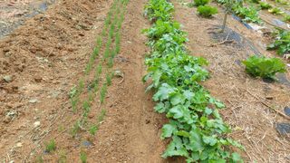 초보농부님의 고구마 · 영농일지 작성글 사진