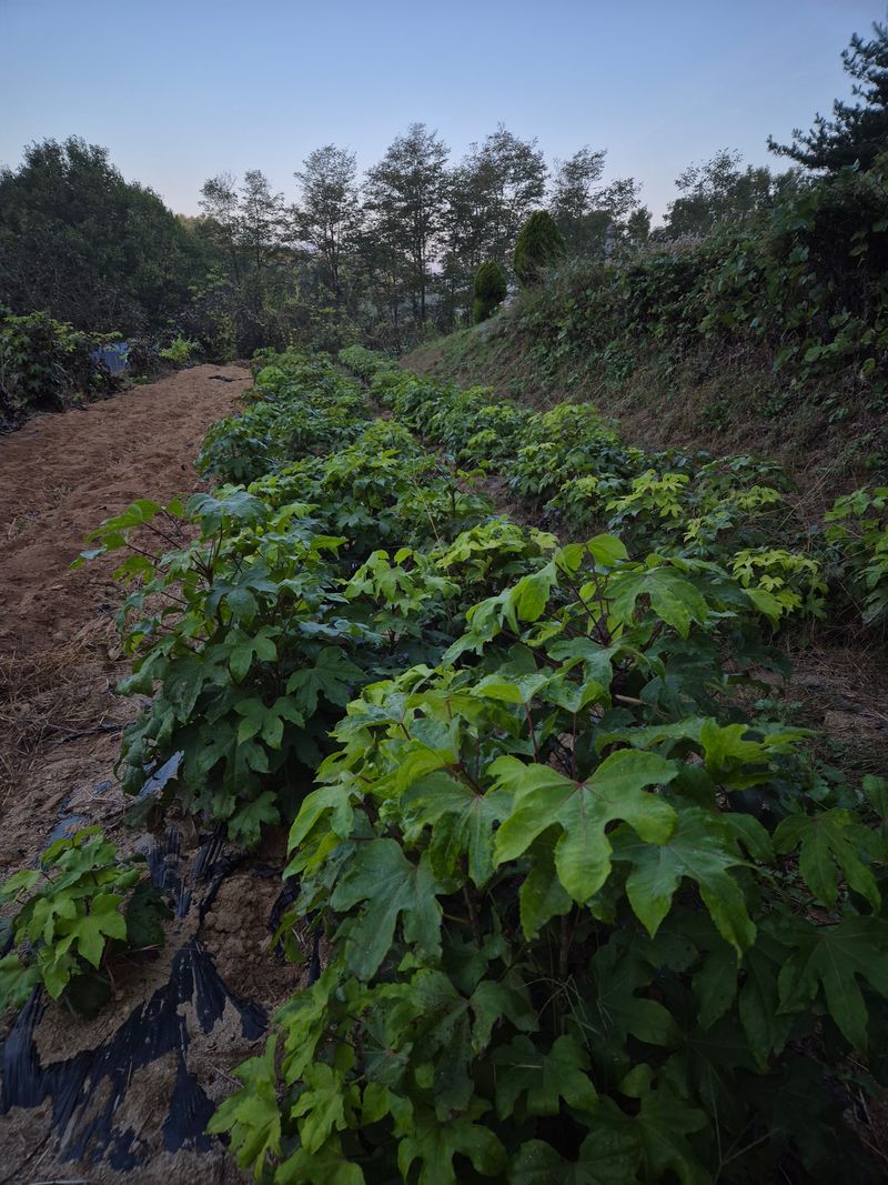 장터 상품 [가시없는 민엄나무 판매] 썸네일