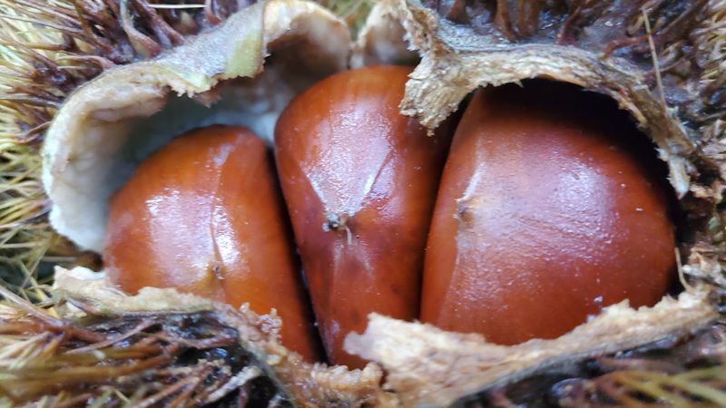 권혜전님의 장터 판매 상품 [산속 알밤 5 ķg] 첨부 사진