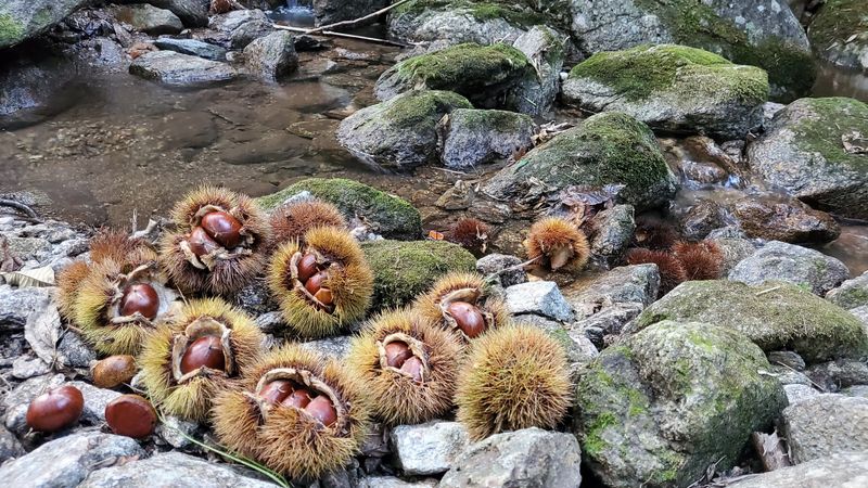 권혜전님의 장터 판매 상품 [산속 알밤 5 ķg] 첨부 사진