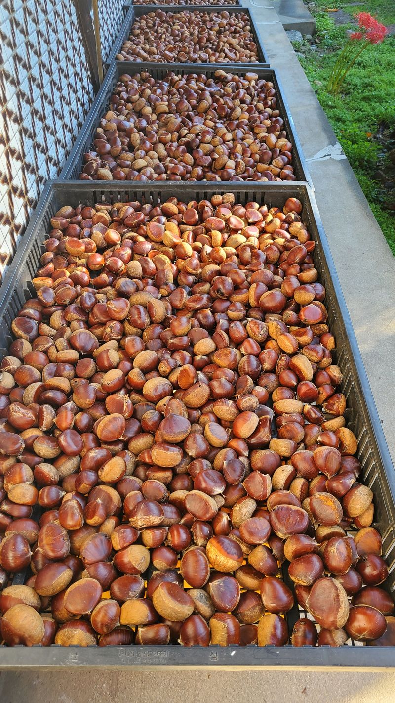 권혜전님의 장터 판매 상품 [산속 알밤 5 ķg] 첨부 사진