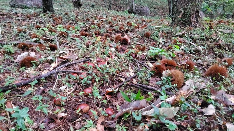 권혜전님의 장터 판매 상품 [산속 알밤 5 ķg] 첨부 사진