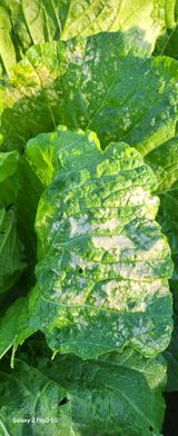 팜모닝 배추·영농일지 게시글 이미지