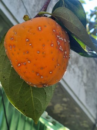 마이다스1님의 감 · 병해충상담 작성글 사진