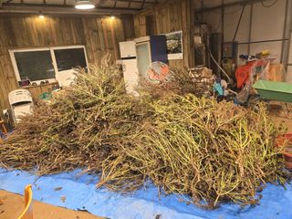 홍성덕님의 들깨 · 영농일지 작성글 사진