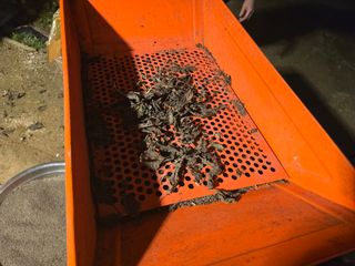 홍성덕님의 들깨 · 영농일지 작성글 사진