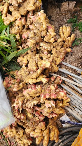 여주거북농부님의 기타작물 · 영농일지 작성글 사진