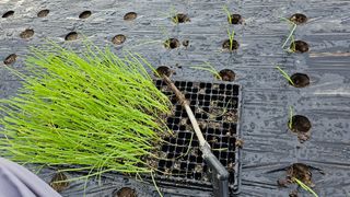 김제일주농장님의 양파 · 영농일지 작성글 사진