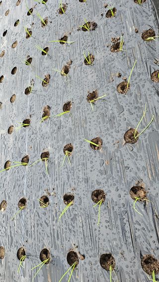 김제일주농장님의 양파 · 영농일지 작성글 사진