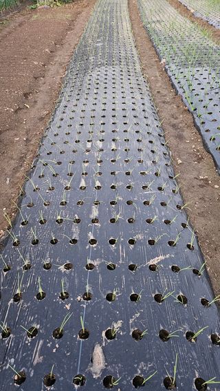 김제일주농장님의 양파 · 영농일지 작성글 사진