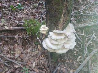 오영도님의 자유주제 · 자유게시판 작성글 사진