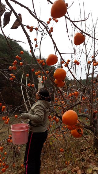 조봉래님의 자유주제 · 자유게시판 작성글 사진