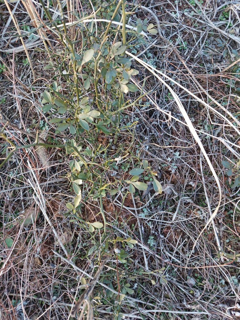 상민님의 장터 판매 상품 [탱자나무 판매합니다 ] 첨부 사진