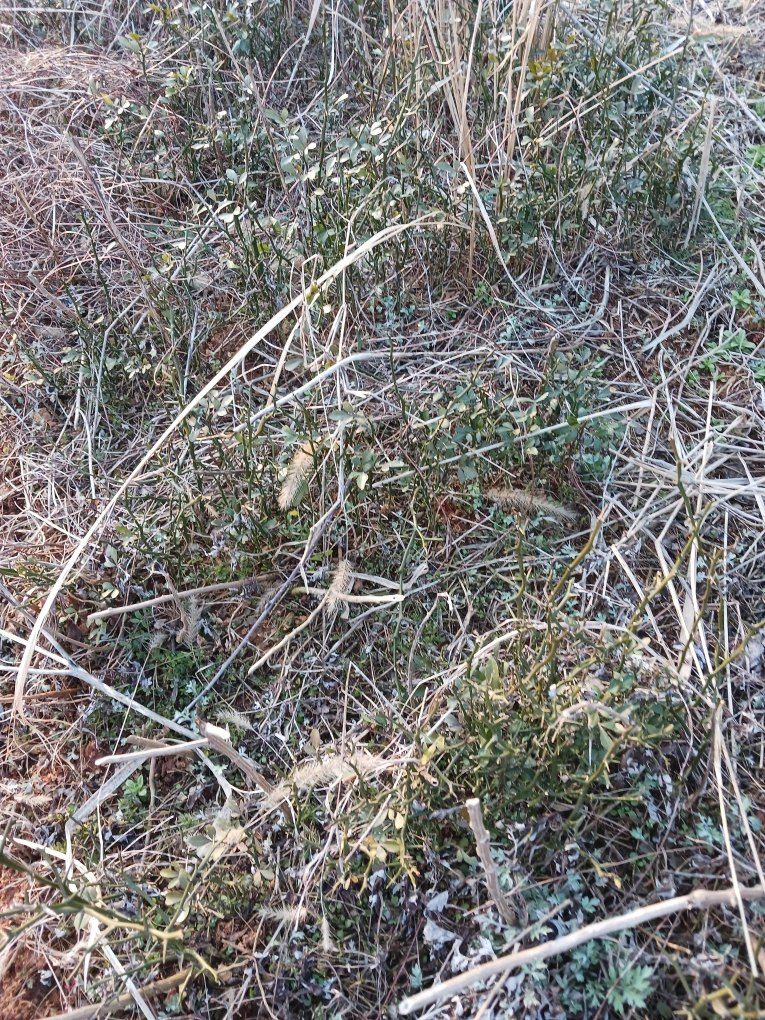 상민님의 장터 판매 상품 [탱자나무 팝니다] 첨부 사진