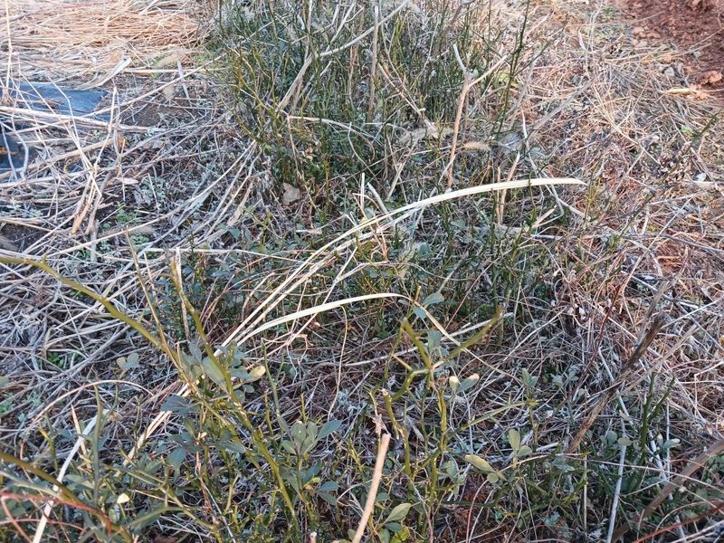 상민님의 장터 판매 상품 [탱자나무 팝니다] 첨부 사진