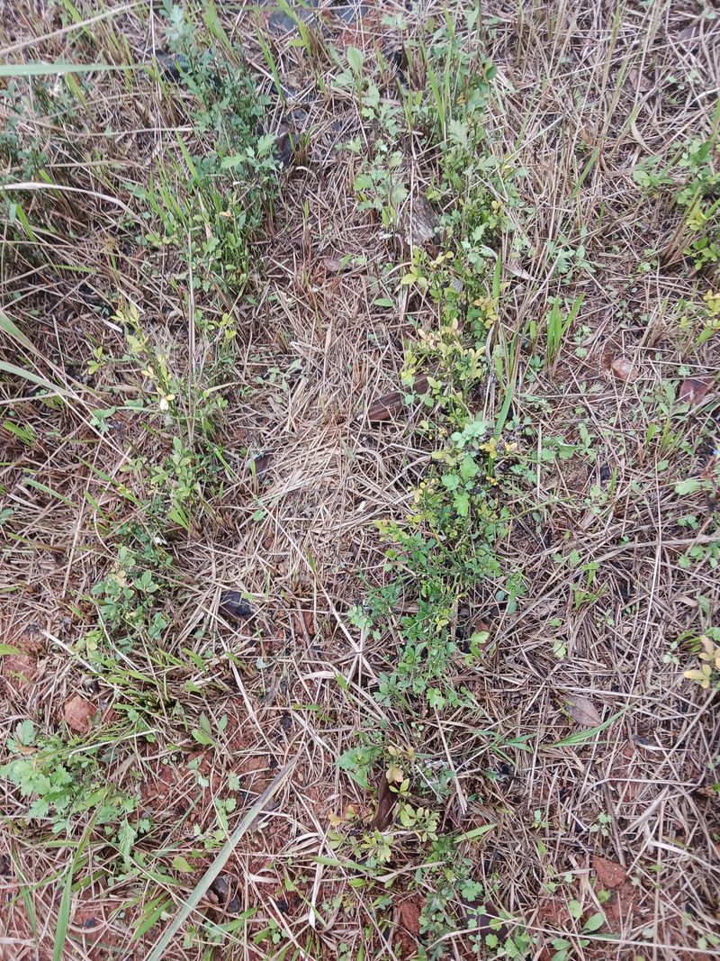 상민님의 장터 판매 상품 [탱자나무 팝니다] 첨부 사진