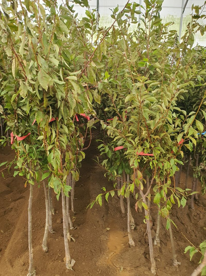 서울농원묘목님의 장터 판매 상품 [23가지 과실수 유실수 3년생 분묘] 첨부 사진