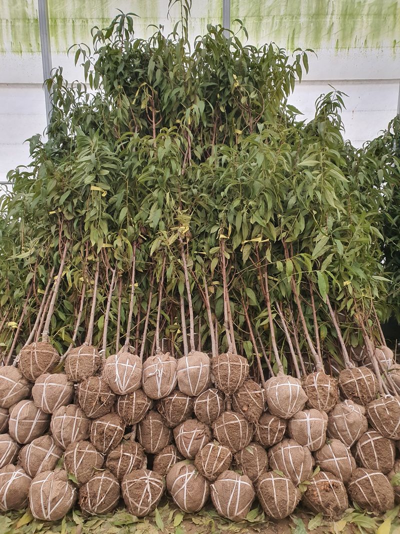 서울농원묘목님의 장터 판매 상품 [23가지 과실수 유실수 3년생 분묘] 첨부 사진