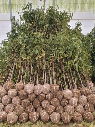 서울농원묘목님의 작성글 사진