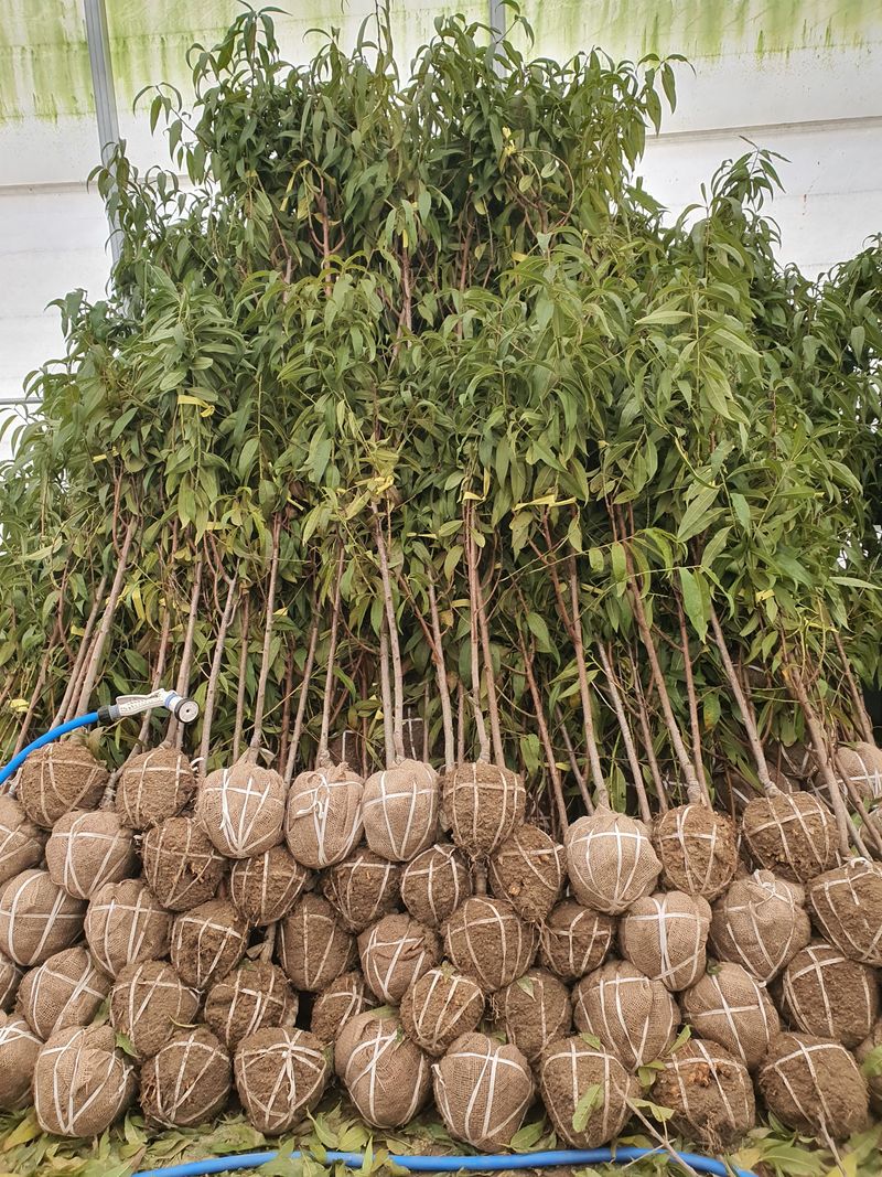 서울농원묘목님의 장터 판매 상품 [23가지 과실수 유실수 3년생 분묘] 첨부 사진