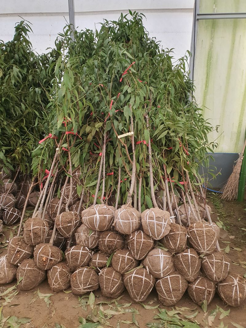 서울농원묘목님의 장터 판매 상품 [23가지 과실수 유실수 3년생 분묘] 첨부 사진