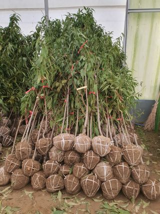서울농원묘목님의 작성글 사진