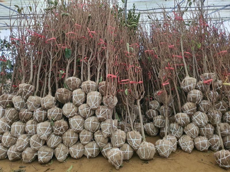 서울농원묘목님의 장터 판매 상품 [23가지 과실수 유실수 3년생 분묘] 첨부 사진