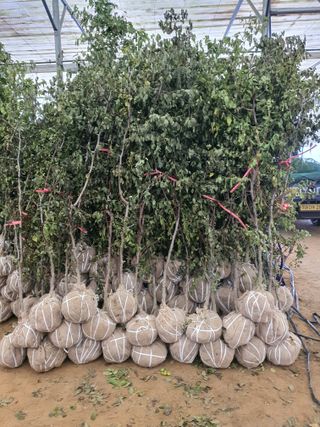 서울농원묘목님의 작성글 사진