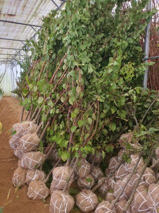 서울농원묘목님의 작성글 사진