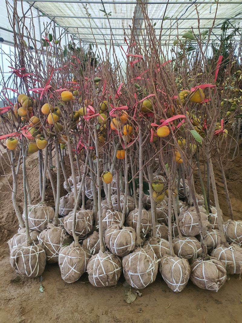 서울농원묘목님의 장터 판매 상품 [23가지 과실수 유실수 3년생 분묘] 첨부 사진