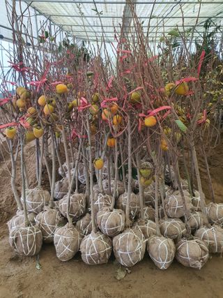 서울농원묘목님의 작성글 사진