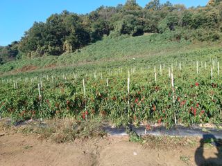 오영도님의 자유주제 · 자유게시판 작성글 사진