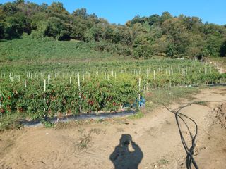 오영도님의 자유주제 · 자유게시판 작성글 사진