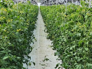 종훈님의 토마토 · 영농일지 작성글 사진