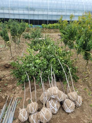 일심묘목농원님의 자유주제 · 자유게시판 작성글 사진