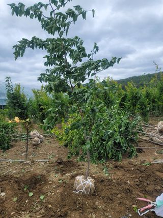 일심묘목농원님의 자유주제 · 자유게시판 작성글 사진